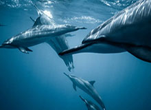 世预赛欧洲区:西班牙遭遇土耳其 荷兰波兰同组